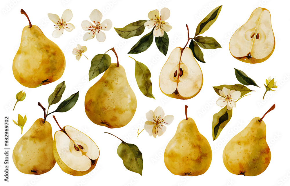 Set of pear fruit. Watercolor illustration. Isolated on white background. Hand paint.