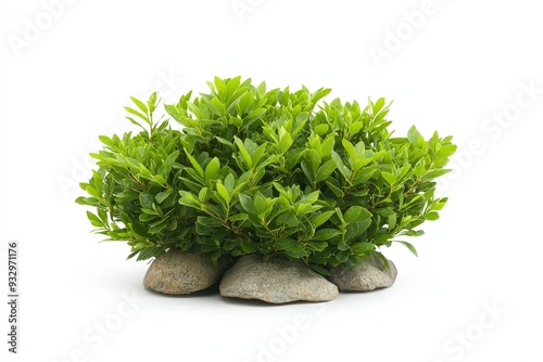 Climbing scandent shrub displayed against a white background for clear visibility of its features
 photo