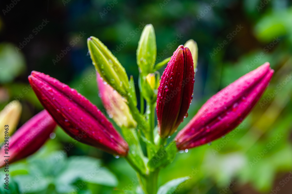 Blooming purple lily (lilium) on a flowerbed at summer Blooming purple lily (lilium) on a flowerbed at summer
