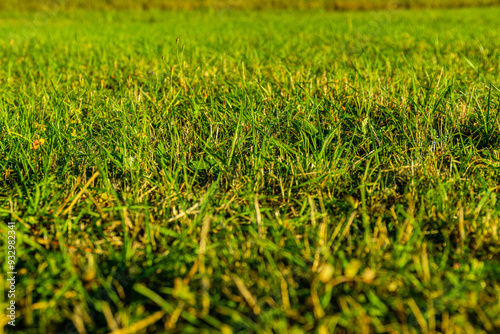 Background of the green grass. Eco concept. Selective focus