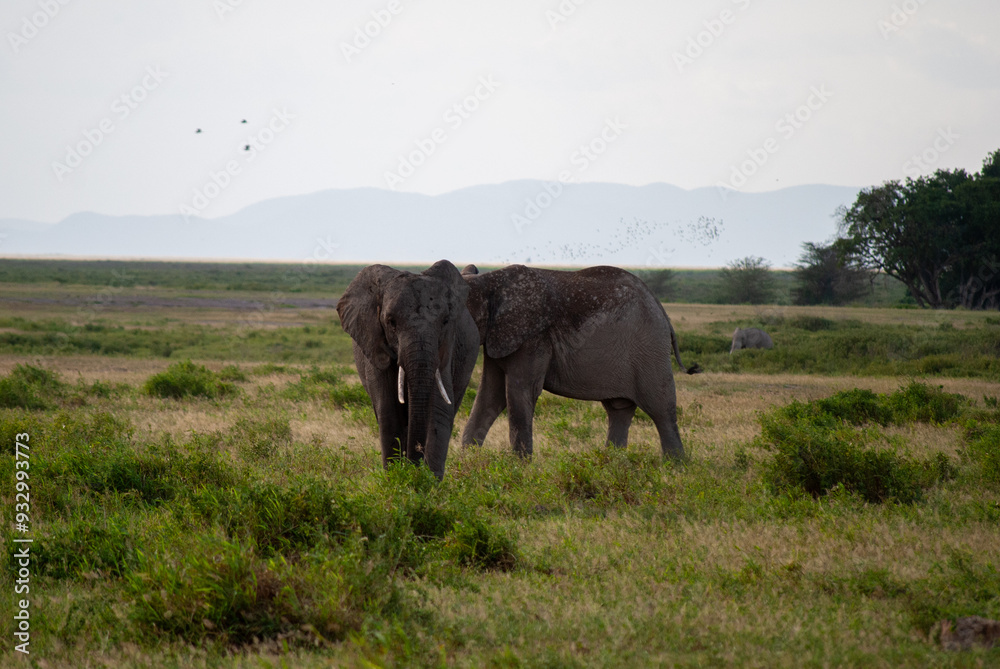 Fototapeta premium Amboseli elephants