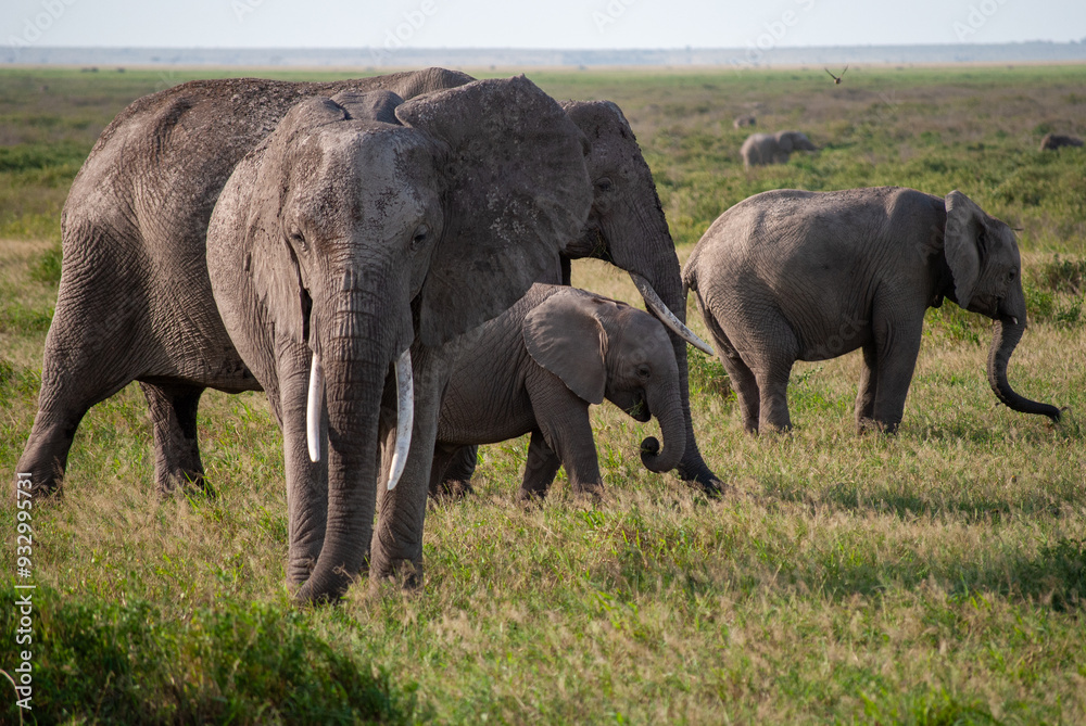 Fototapeta premium elephant herd