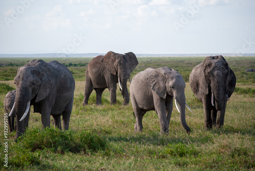 Elephant herd