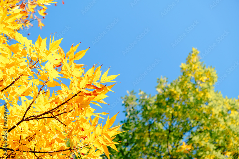 Ash tree branch with yellow leaves in autumn on blue sky background. Bright colors. Beauty in nature. October colors. Tree tops. Fall season. Warm sunny weather concept. Natural texture. Golden park Ash tree branch with yellow leaves in autumn on blue sky background. Bright colors. Beauty in nature. October colors. Tree tops. Fall season. Warm sunny weather concept. Natural texture. Golden park