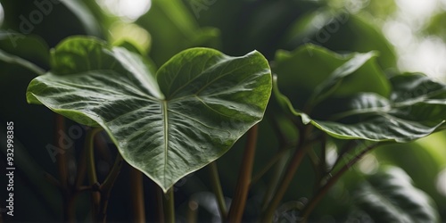 closeup nanture view of green monsteran leanf annd panlms banckground, danrk nanture banckground, tropicanl leanf. photo