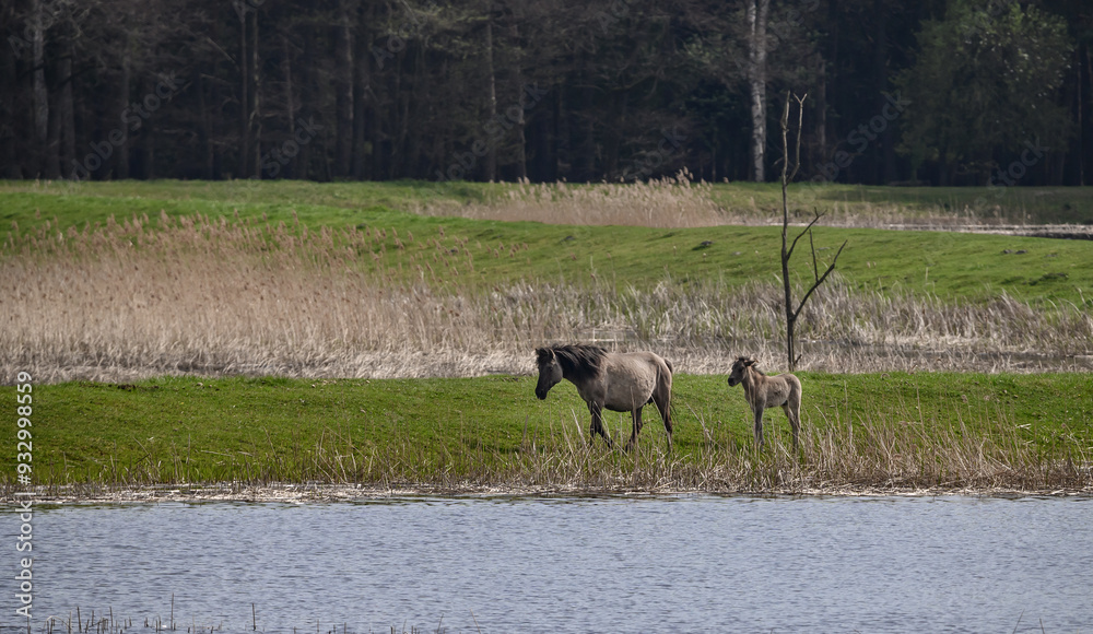 Naklejka premium Dzikie konie przewalskiego wolno żyjące w środowisku naturalnym. Piękno przyrody i dzikie zwierzęta 