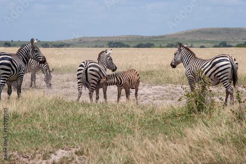 zebra mother and child