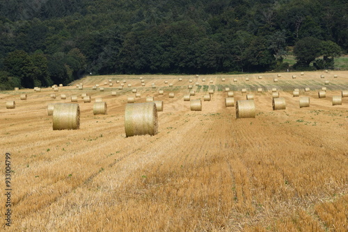 Ernte auf einem Feld photo
