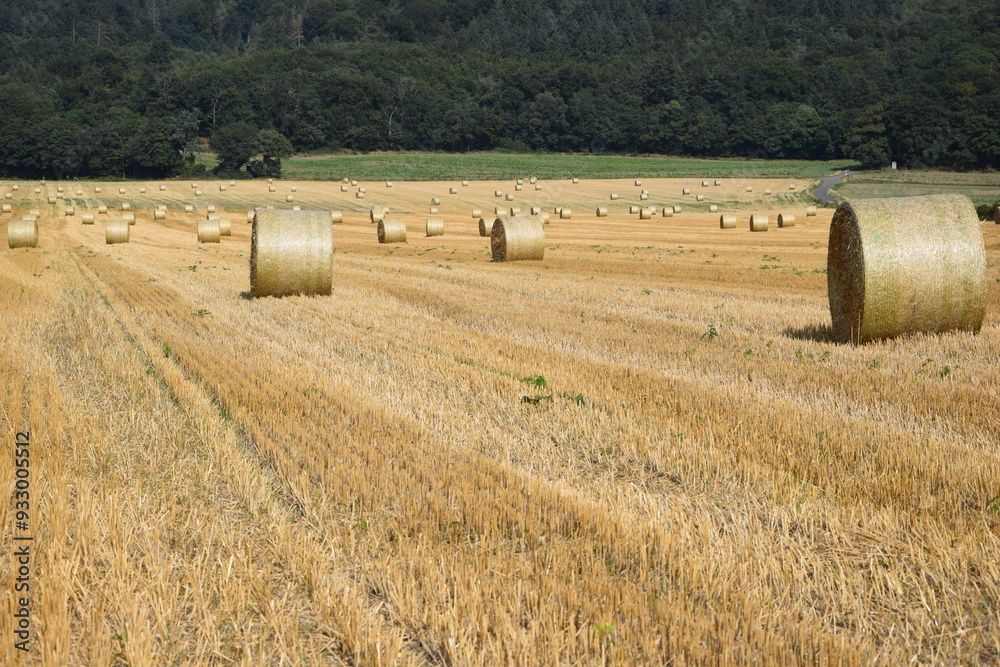 Fototapeta premium Ernte auf einem Feld