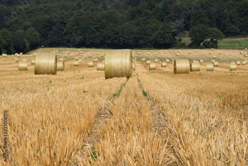 Ernte auf einem Feld