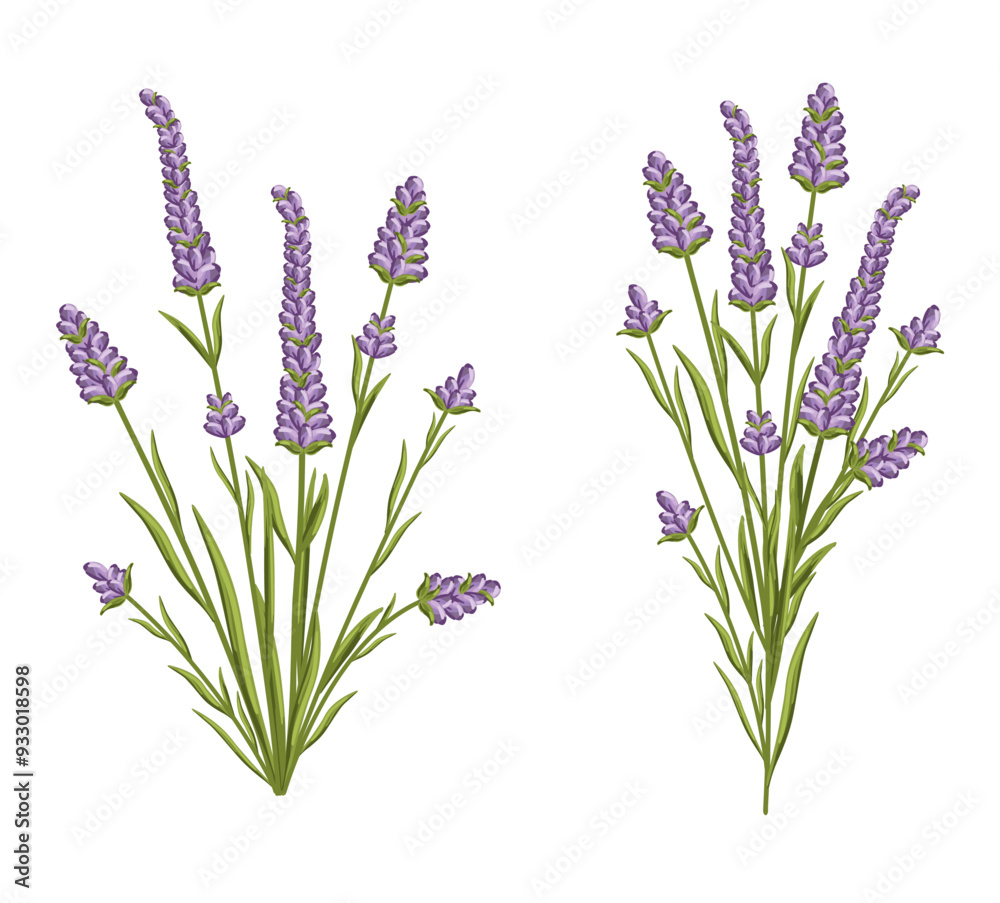 Naklejka premium Lavender flowers set. French Provence floral herbs with purple blooms. Botanical vector illustration isolated on white background.