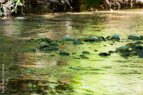 la serine, rivière, vaud