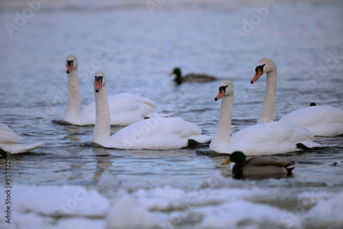 Fototapeta Naklejka Na Ścianę i Meble -  Wild swans spend the winter on the river in a big city.