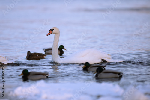 Wild swans spend the winter on the river in a big city.