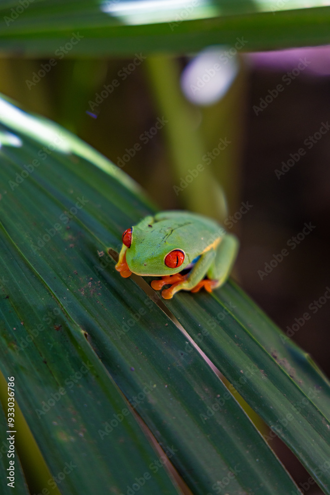 A beautiful and vibrant redeyed tree frog is resting peacefully on a lush green leaf, showcasing its striking and vivid colors amidst the rich tropical environment of Costa Ricas diverse ecosystem A beautiful and vibrant redeyed tree frog is resting peacefully on a lush green leaf, showcasing its striking and vivid colors amidst the rich tropical environment of Costa Ricas diverse ecosystem