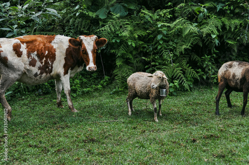 Cow and Sheep in Nijigari Forest 2