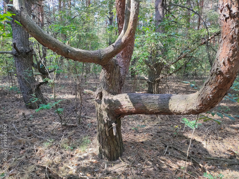 crooked tree. tree with unusual branches. unusual pine. crooked pine branches. strange forest. crooked tree. tree with unusual branches. unusual pine. crooked pine branches. strange forest.