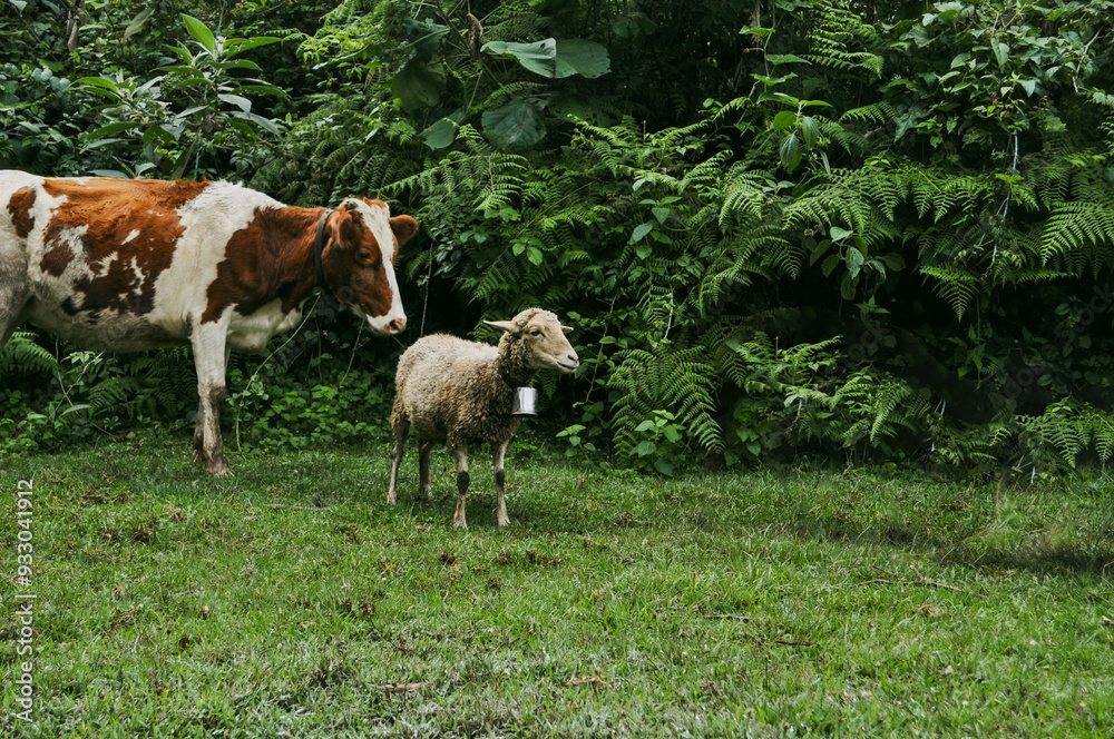 Cow and Sheep in Nijigari Forest 1 Cow and Sheep in Nijigari Forest 1