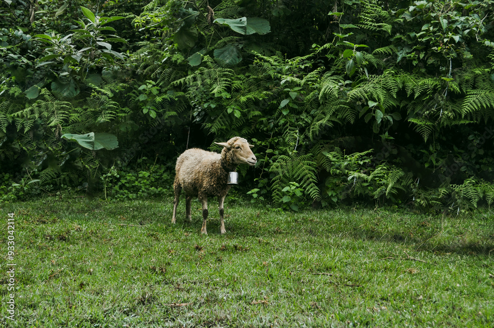 Fototapeta premium Sheep in Nijigari Forest 