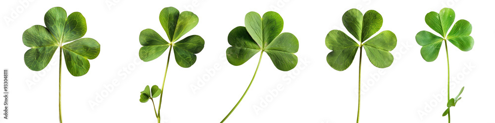 Collection of clovers isolated on white or transparent background, St. Patrick's Day symbol Collection of clovers isolated on white or transparent background, St. Patrick's Day symbol