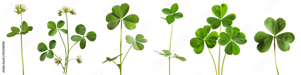 Collection of clovers isolated on white or transparent background, St. Patrick's Day symbol Collection of clovers isolated on white or transparent background, St. Patrick's Day symbol