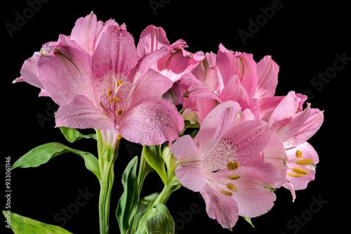 Blooming pink Alstroemeria on a black background photo