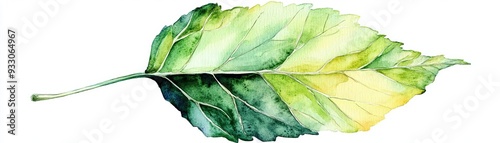 Watercolor leaf print, artistic composition, varied green tones, soft and textured, high-resolution, perfect for framing, Watercolor style, lsolated on white background photo