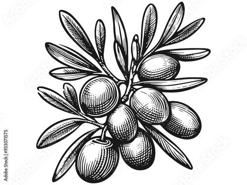 Detailed black and white drawing of an olive branch on a white background. Vector, generative ai.