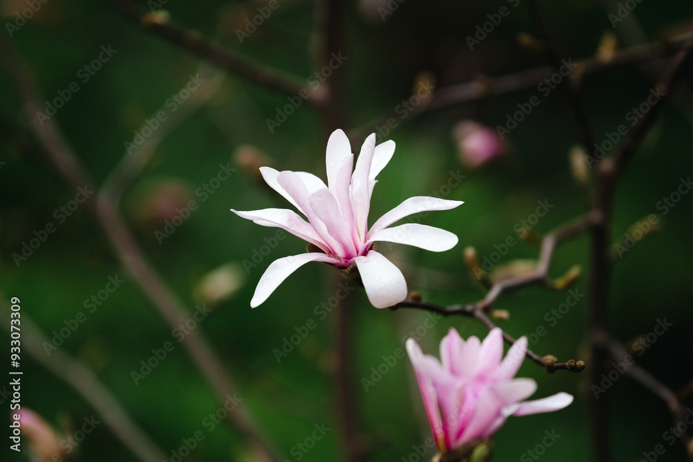 Magnolia blossom in spring. Spring flowers. Magnolia blossom in spring. Spring flowers.