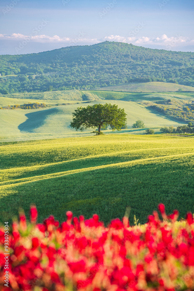 Tuscany, Italy. Typical springime Tuscan landscape in the countryside, red flowers, isolated trees, tranquil sunrise.