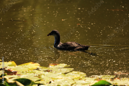 Moorhen bird and its offspring. photo