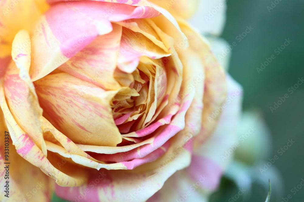 花の女王 花の女王