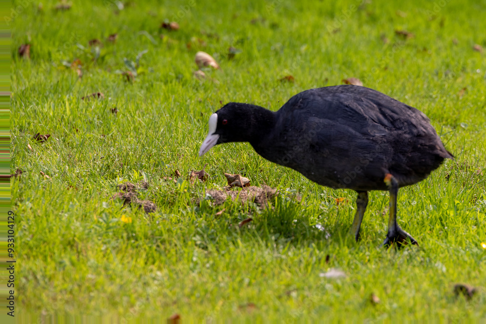 The Eurasian coot (Fulica atra), also known as the common coot.Hornes park,Denmark The Eurasian coot (Fulica atra), also known as the common coot.Hornes park,Denmark