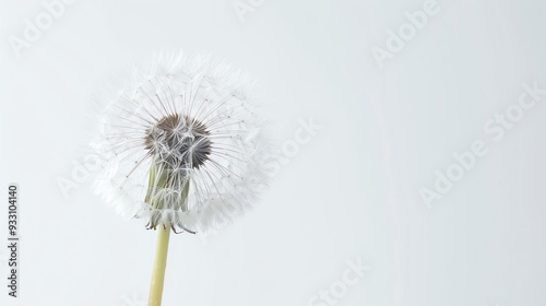 dandelion seed head with a long, thin stem