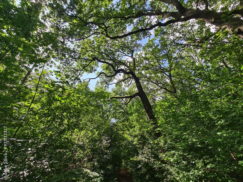 Fototapeta premium trees in the Plänterwald Forest in Berlin Treptow/Köpenick