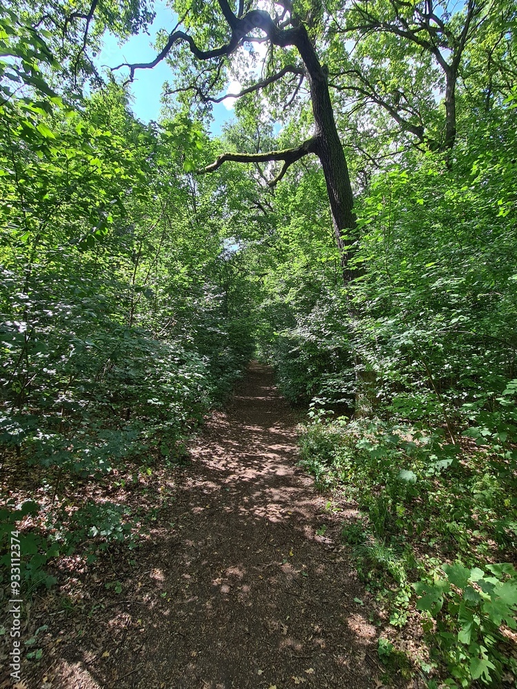 Obraz premium nature path in the Plänterwald Forest in Berlin Treptow/Köpenick