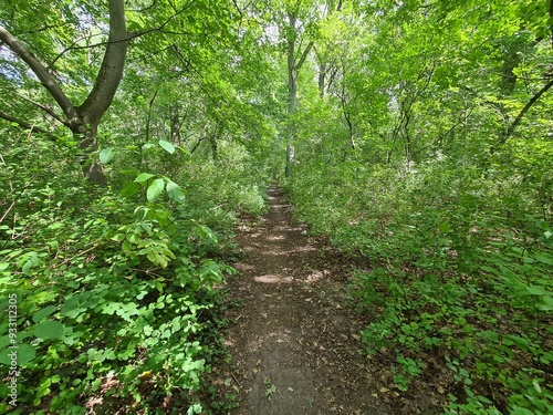 nature path in the Plänterwald Forest in Berlin Treptow/Köpenick