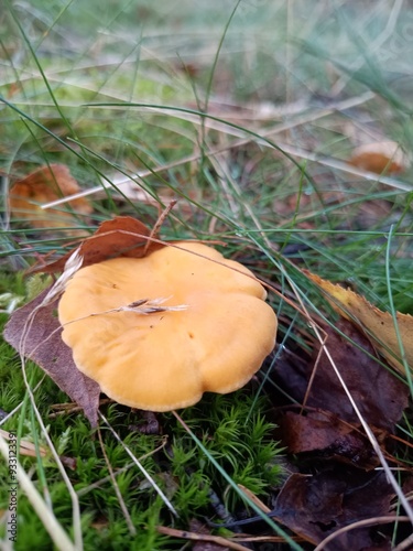 mushroom in the grass