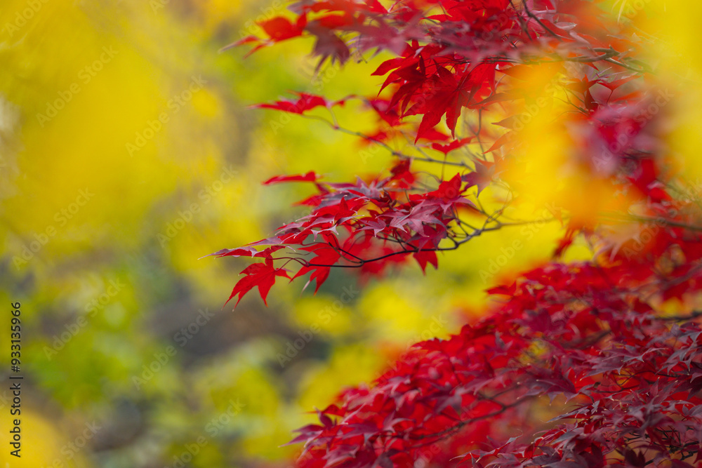 Fall season. Autumn leaves, gold and red leaves of autumn background. Maple leaves. Colorful autumn leaves. natural background. Falling autumn. Fall season. Autumn leaves, gold and red leaves of autumn background. Maple leaves. Colorful autumn leaves. natural background. Falling autumn.