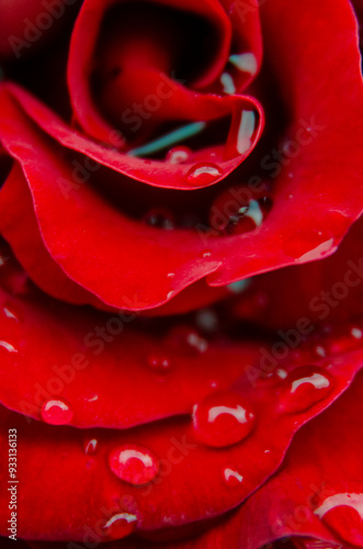 red rose with droplets