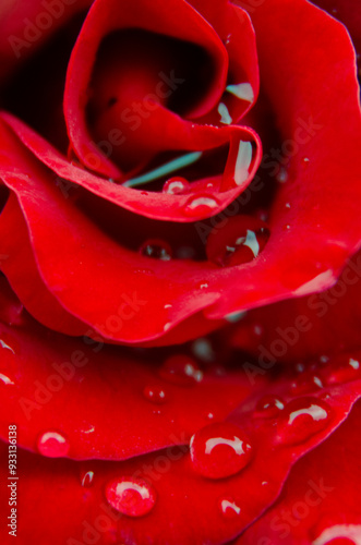 red rose macro