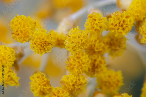 yellow flowers in spring