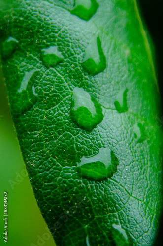 water drops on leaf