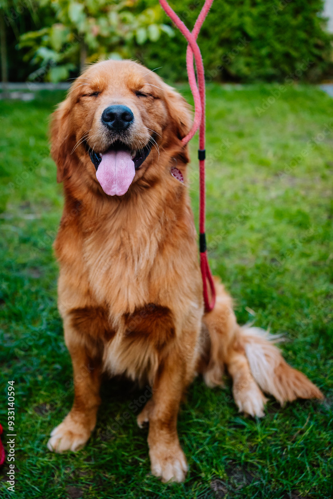 American Golden Retriever sitting on green grass. The dog is smiling and has dark fur. The dog has a red leash. American Golden Retriever sitting on green grass. The dog is smiling and has dark fur. The dog has a red leash.