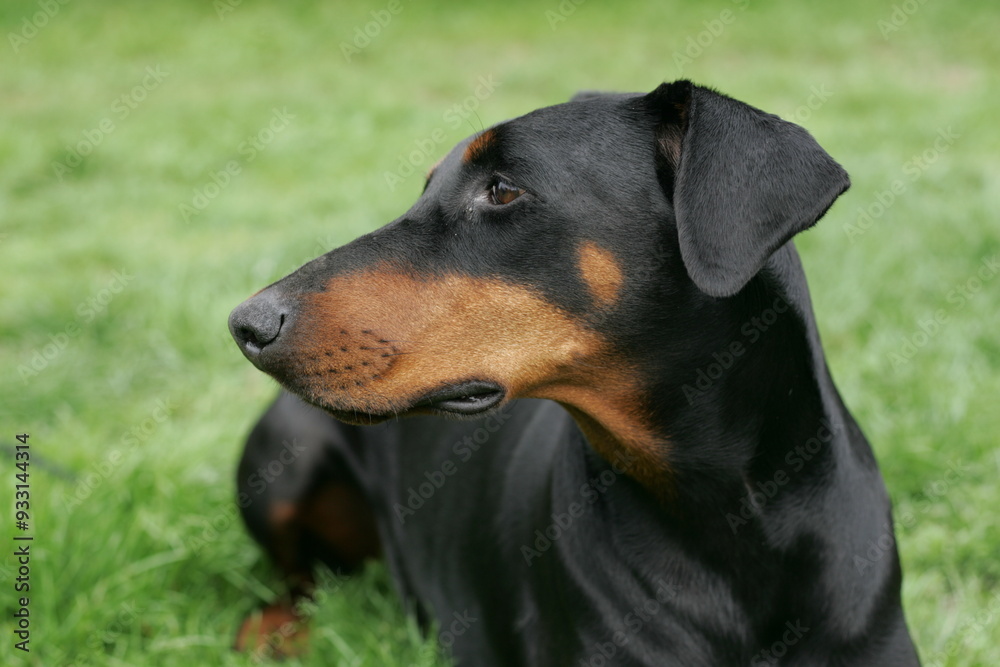 Doberman dogs in a garden meadow Cornwall England uk Doberman dogs in a garden meadow Cornwall England uk