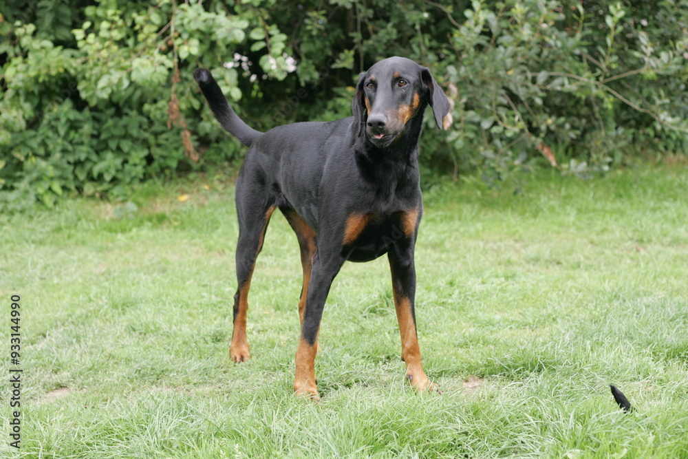 Doberman dogs in a garden meadow Cornwall England uk Doberman dogs in a garden meadow Cornwall England uk