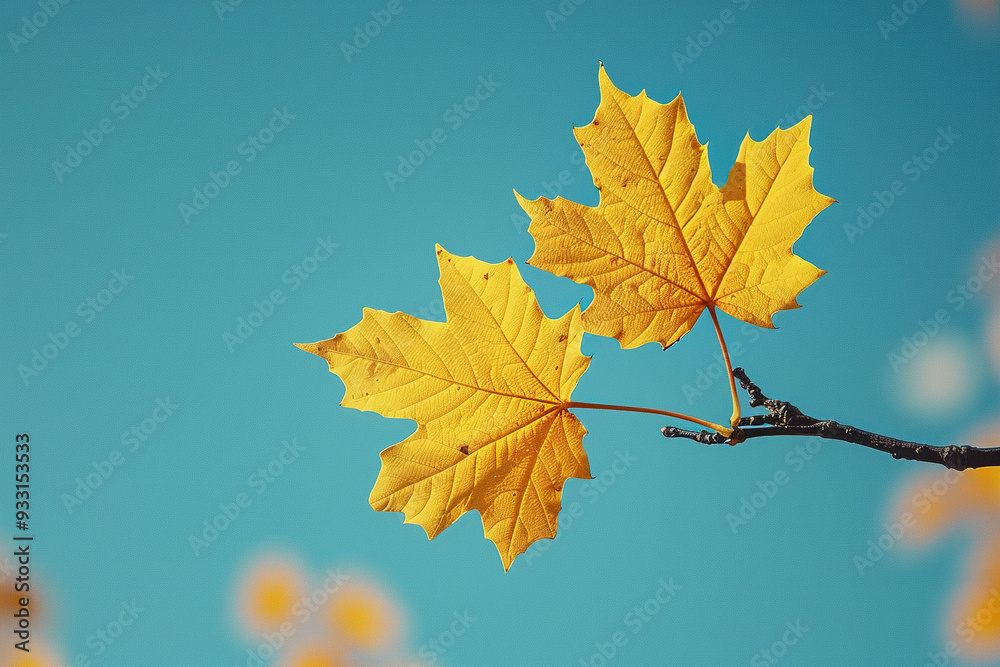 Maple leaves in autumn sunny day. Autumn nature background Maple leaves in autumn sunny day. Autumn nature background