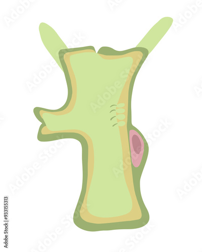 Vector isolated illustration of hydra structure on white background.