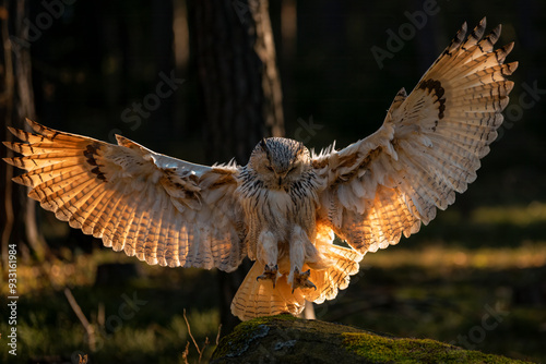 Eurasian Eagle-Owl (Bubo bubo sibiricus) photo