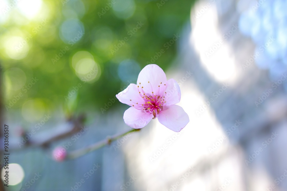 Peach Blossoms Peach Blossoms